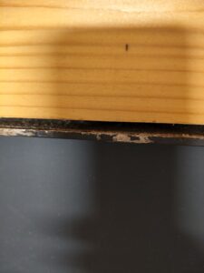 木作遭白蟻啃蝕