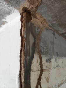 室內牆角白蟻蟻道