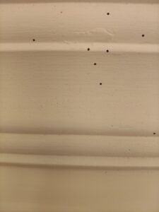 粉蛀蟲線板掉木粉