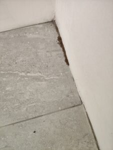 裝修發現白蟻