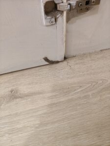 裝修發現白蟻