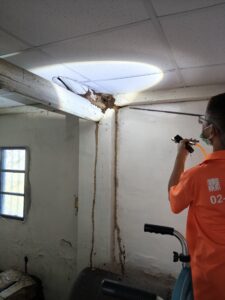 由於蟻道已經直衝頂端樑柱,專業師傅針對屋頂與輕鋼架交接處的白蟻核心進行深層施藥,確保全巢滅絕