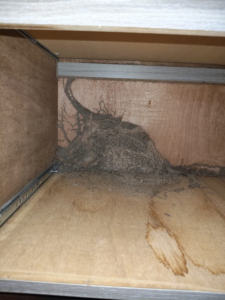 淡水除白蟻櫃子抽屜內龐大蟻巢慘狀