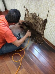 技術人員針對白蟻危害的核心區域進行清理與深層施藥,徹底阻斷白蟻在磁磚縫隙間的通路。